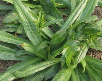 Culantro | 500 seeds | recao | CILANTRO| Seeds