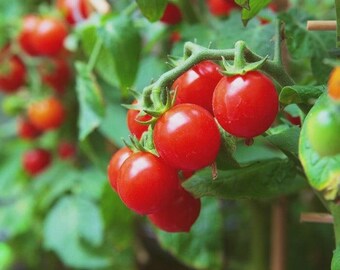 Gardener's delight cherry Tomato Seeds | NON-GMO | 50 Seeds| Heirloom |