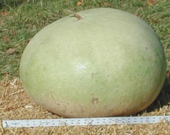 5 Giant Bushel Gourd Seeds| ornamental | Art And Craft | Up To 100 pounds
