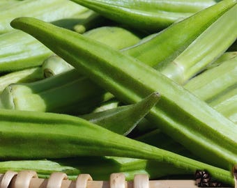 100 Okra Seeds - Lousiana Green Velvet. Up to 8" long pod.