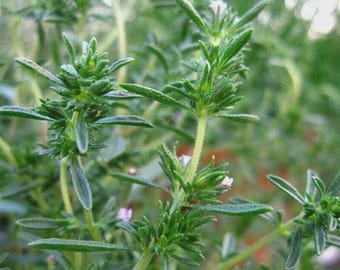 500 Savory Seeds - Summer Savory - Herb Seeds