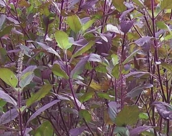 400 + seeds Red Leaf Holy Basil / Krishna Tulsi.