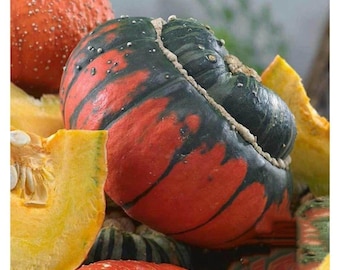 Turks Turban  Gourd seeds | 5 Seeds |