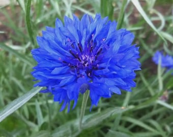 500 Bachelor Button Cornflower Dwarf Blue Jubilee Gem Seed