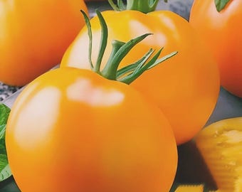 100 Golden Jubilee Tomato Seeds | NON-GMO | Heirloom |