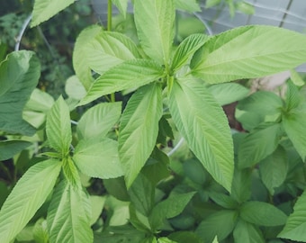 400 Molokhia, Egyptian spinach Saluyot, Jute seeds | treated |