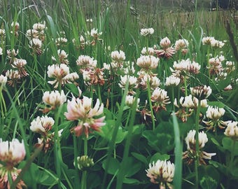 White Dutch Clover Cover Crop Seeds | NON-GMO | Heirloom | 5000 seeds