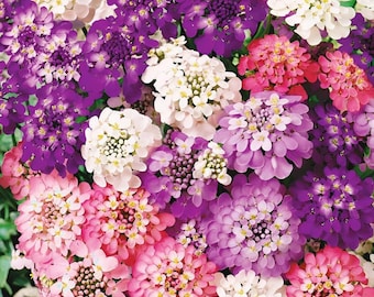350 Candytuft Mixed Colors  seeds