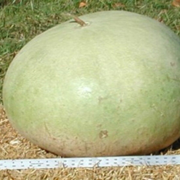 10 Giant Bushel Gourd Seeds| ornamental | Art And Craft | Up To 100 pounds