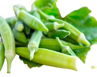 30 Blondy Okra Seeds | Non-GMO | Heirloom Vegetable Garden Seeds