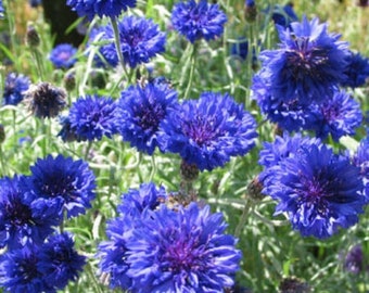 500 Tall Blue Centaurea Cornflower | Bachelor Button | Wildflower | Flower Seeds