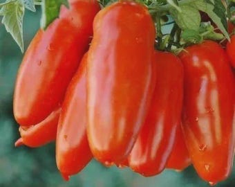 San Marzano Tomato Seeds | NON-GMO | 50 Seeds| Heirloom | Determinate |