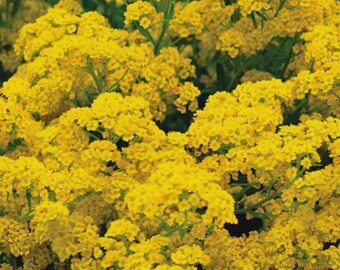 Basket Of Gold yellow Alyssum. 500 Seeds
