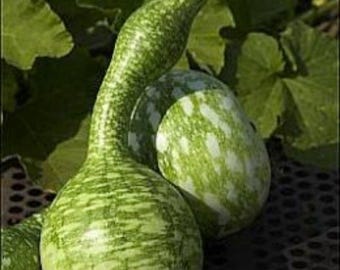10 seeds - Speckled Swan gourd seeds| Non-GMO | Heirloom |