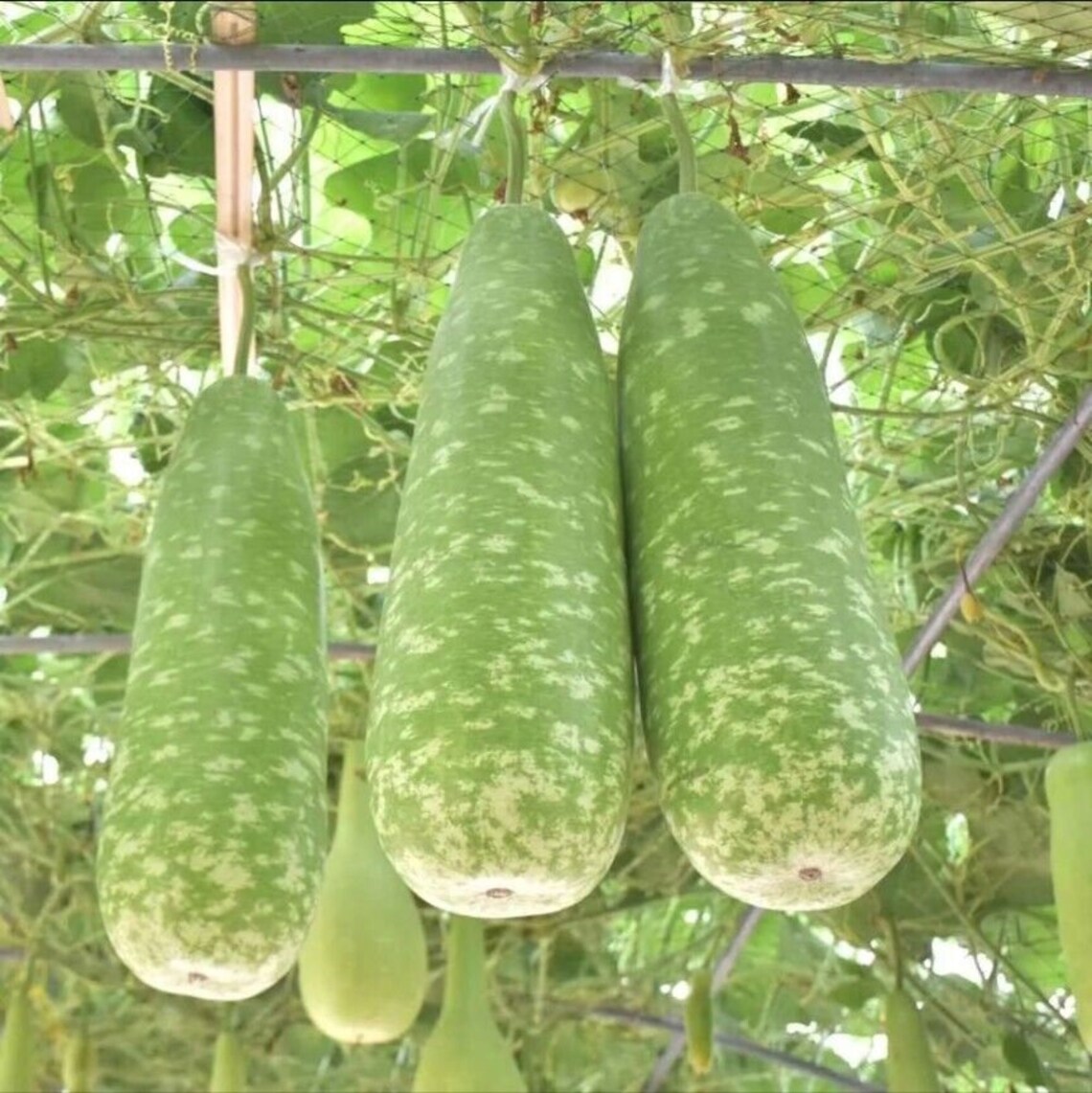 Big Bottle Gourd Seeds 20 Seeds Asian Squash Pugua Opo Seeds. Etsy