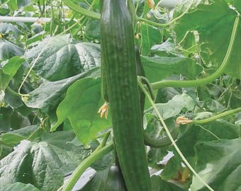 Long Green Improved Cucumber Seed (Cucumis sativus), NON-GMO | 25 seeds |