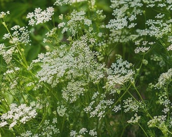 500 caraway seeds. Fresh. Herbs seeds.