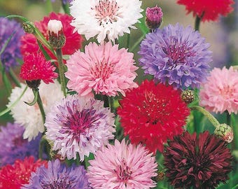 400 ~ Bachelor Button (Centaurea Cyanus), Dwarf Polka Dot Mix Seed