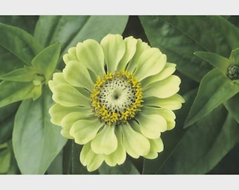 200 Zinnia ENVY elegans Lime Green Flowers RARE Butterflies. Non-GMO Seeds