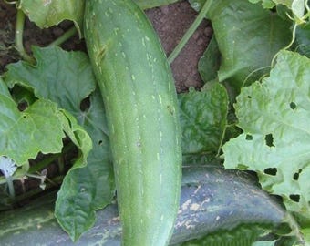 Luffa Sponge Gourd Seeds | 10 Seeds |  Dishcloth Gourd |