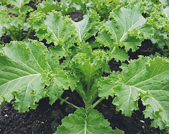 southern curled giant mustard Green seeds Vegetable - 1600 seeds