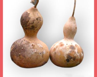 10 Birdhouse Gourd seeds | Calabash | crafts | decoration |