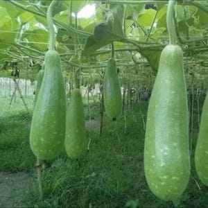 May include: A collection of green bottle gourds hanging from a trellis in a garden. The gourds are elongated, with a light green color and a smooth texture. The background features green foliage and a grassy area.