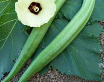 Perkins Long Pod Okra Seeds - 40+ fresh seeds.