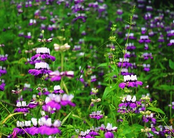 Chinese Houses Wildflower Sun or Shade! Pollinator Attractor Non-GMO 800 Seeds