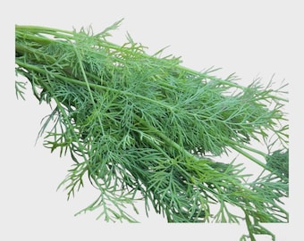 1000  Mammoth Long Island Dill Seeds | Heirloom | Non-GMO |