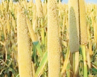 Hybrid Pearl Millet Grass Seeds for Planting Ornamental Grass 800 seeds.