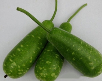 20 Hybrid Gourd seeds | Seeds |Nam Tao Yai| Asian Squash| Pugua Opo seeds.