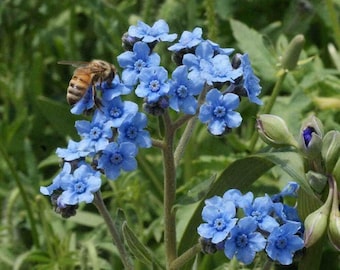 forget me not flower 100 seeds