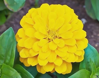 175 Canary Bird YELLOW ZINNIA Seeds Big Cut Flowers Summer Garden Flowering