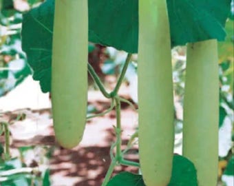 Big green Sausage Gourd- 10 seeds