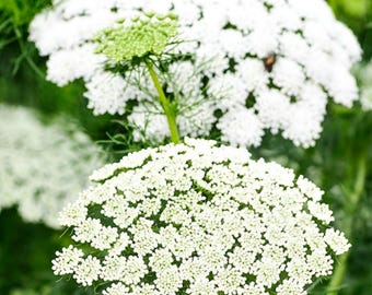 False Queen Anne's Lace, Bishop Flower Seeds | 2000+ Seeds | Non-GMO