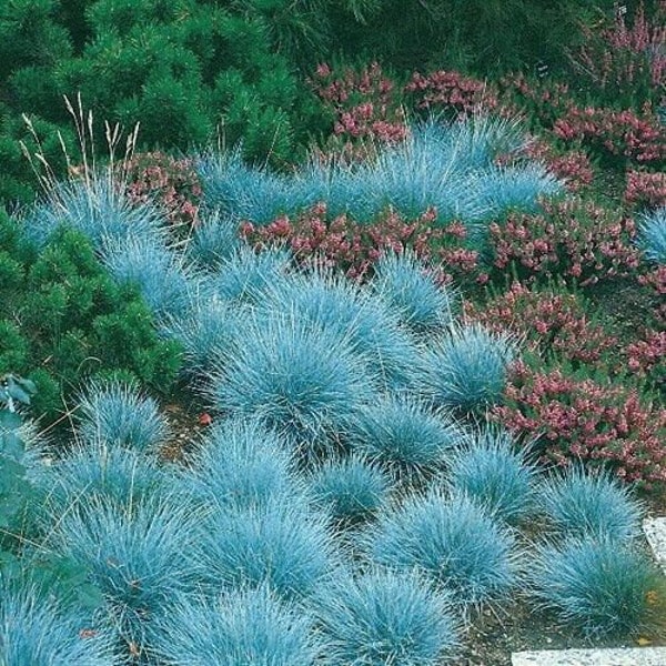 500+ Blue Fescue Grass Seeds | Festuca Cinerea Glauca | Blue Grass | Ornamental