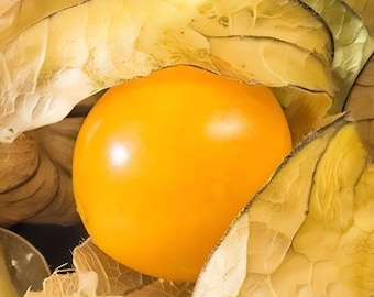 500 Pineapple Tomatillo Seeds, NON-GMO, Goldenberry, Cossack Pineappe