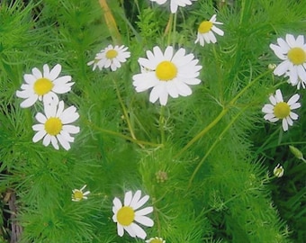 5000+ German Chamomile Seeds | NON-GMO | Heirloom