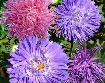 800 Crego Mixture Aster Seeds | NON-GMO | Heirloom | Fresh Flower Seeds