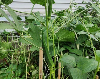 40+  Cow horn Okra Seeds, NON-GMO, Gumbo, Gombo, Bendi #okraseeds