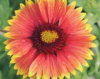 250 Gaillardia Seeds  blanket Flower seeds