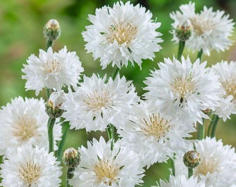 300 Tall White Bachelor Button (Centaurea cyanus) Seed