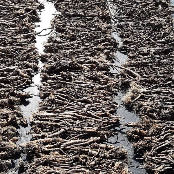 Bulk dry Osha root. (Ligusticum porteri) Colorado ginseng