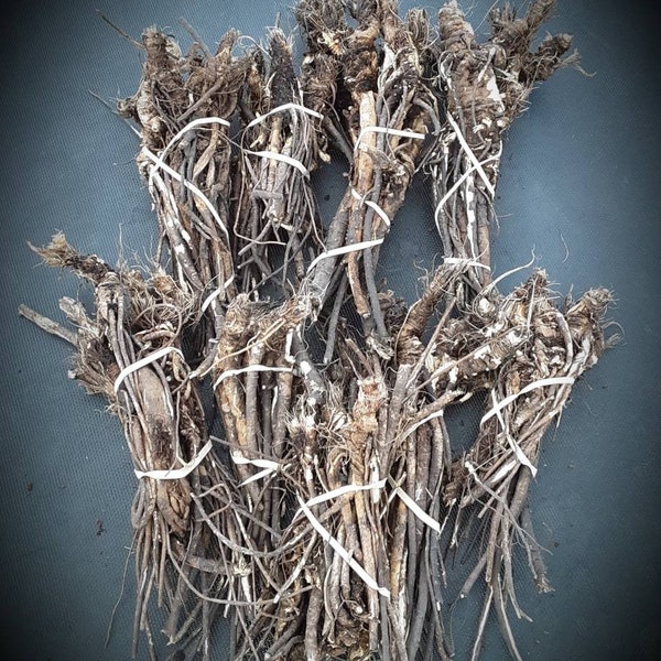 Premium potency 2023 dried Osha root. (Ligusticum porteri)