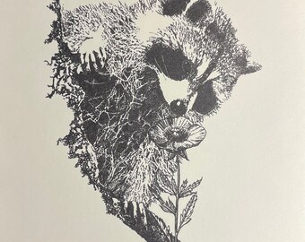 North American Racoon, Pem Pfisterer Clark