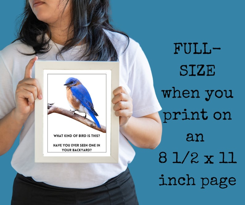 Bird Flashcards Bird Flash Cards Dementia Activity Dementia Etsy