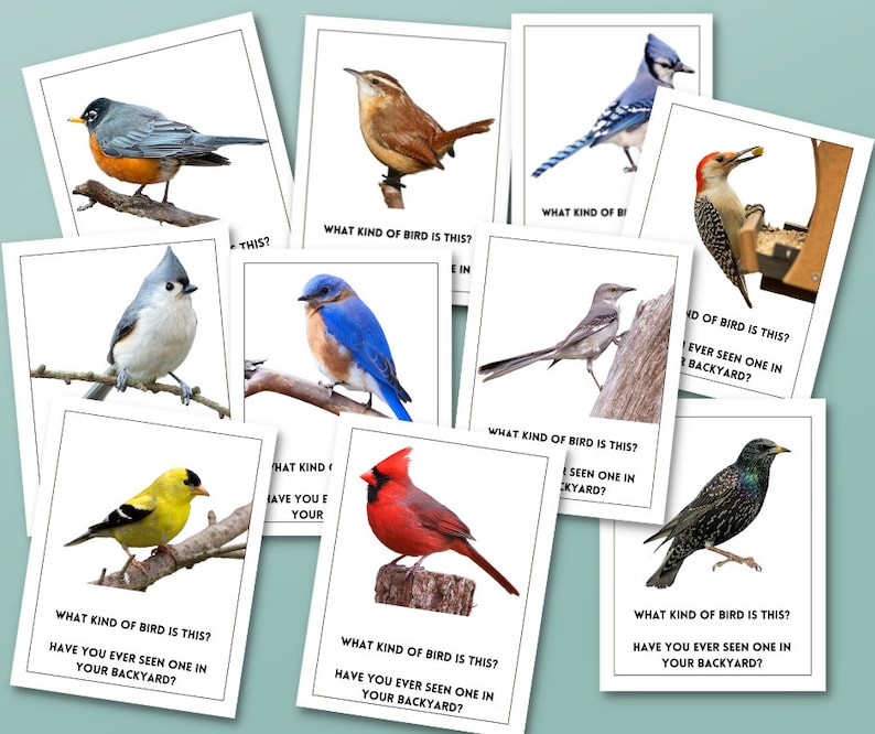 Bird Flashcards Bird Flash Cards Dementia Activity Dementia Etsy
