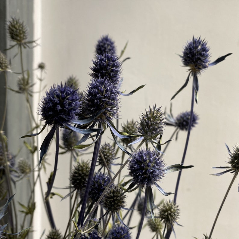 Konservierte Distel / Natürliche getrocknete Distel