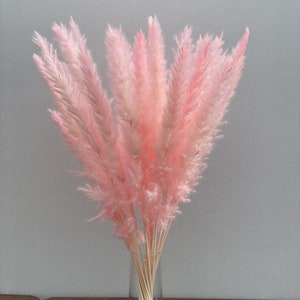 May include: A bouquet of pink pampas grass in a clear glass vase. The feathery plumes are a soft, pastel pink, and the stems are bundled together. The vase sits on a dark wooden surface against a gray background.